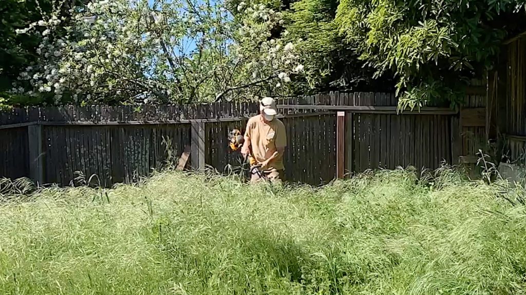 man using weed trimmer to clear yard with tall weeds