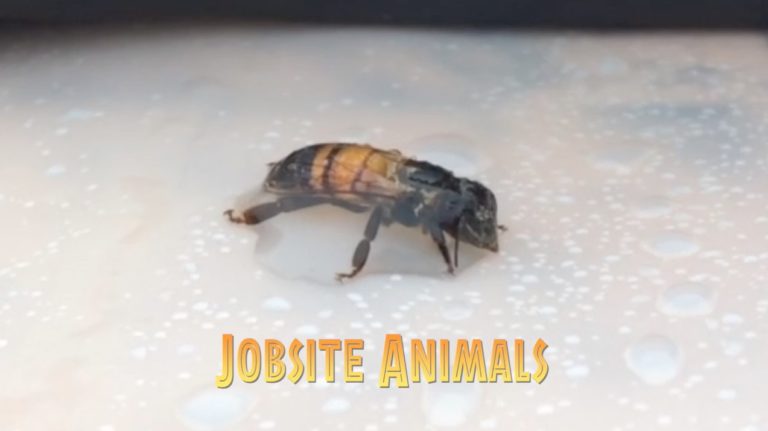 Bee Free