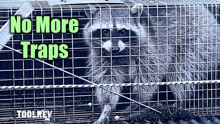 How to Get Rid Of Raccoons: Orbit Yard Enforcer