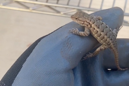 Lizard Thumb