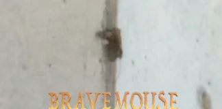 BraveMouse