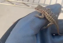 lizard on a worker's gloved hand