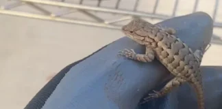 lizard on a worker's gloved hand