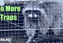 How to Get Rid Of Raccoons: Orbit Yard Enforcer