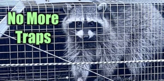 How to Get Rid Of Raccoons: Orbit Yard Enforcer