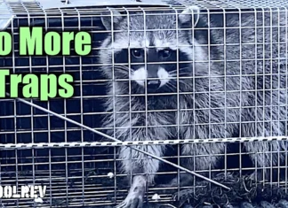 How to Get Rid Of Raccoons: Orbit Yard Enforcer