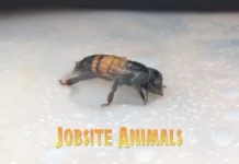 Bee Free