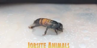 Bee Free